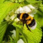 16 insteresting facts about-bees