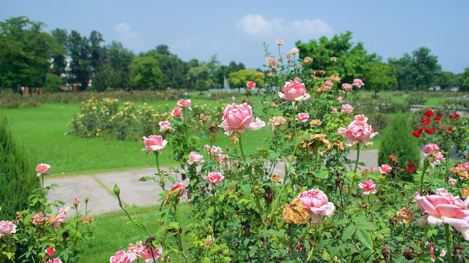 Jakir Rose Garden