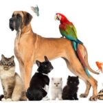 13 amazing facts about animals