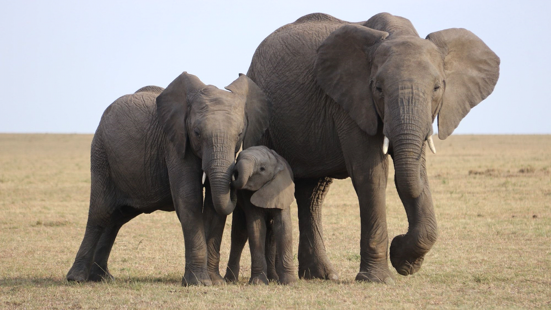 elephents with baby