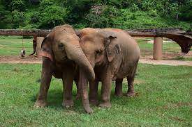 elephants