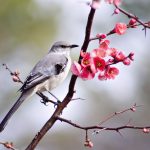 To Kill A Mocking Bird