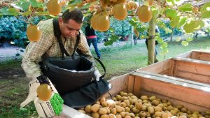 New Zealand’s Kiwi fruit