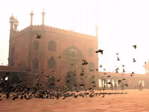 Delhi is the second largest bird in the world