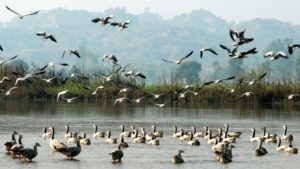 Harike Wetlands and Bird Centuries