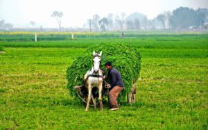 Beautiful Villages in Punjab