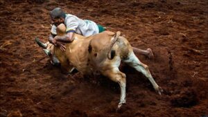 Bull racing 