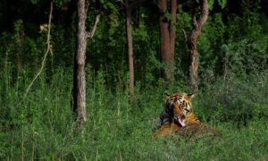 Tiger View Jungle Camp