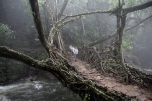 Living Root Bridge-Meghalaya