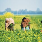 Why Punjab-Haryana farmers are richer than UP-Bihar farmers?