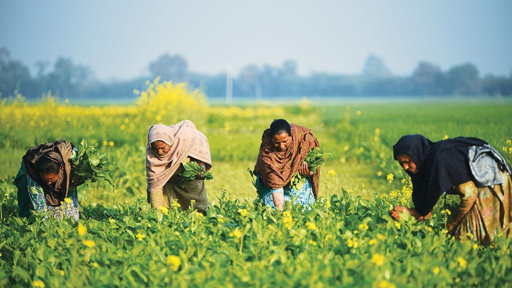 Why Punjab-Haryana farmers are richer than UP-Bihar farmers?