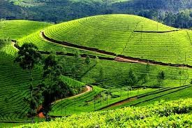 Munnar - The Green Hill Town