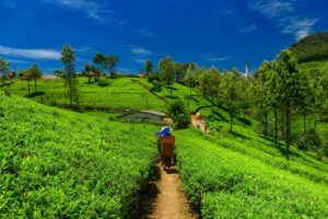 Sikkim - The Organic State