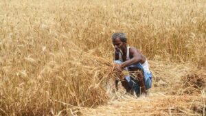 farmers in Bihar 