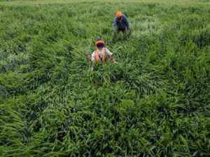 farmers in Punjab