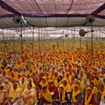 Punjabi women were involved in the farmers' protest