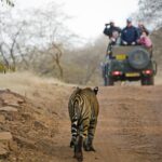 15 Best National Parks in India for Camping and Seeing Wildlife from Up Close