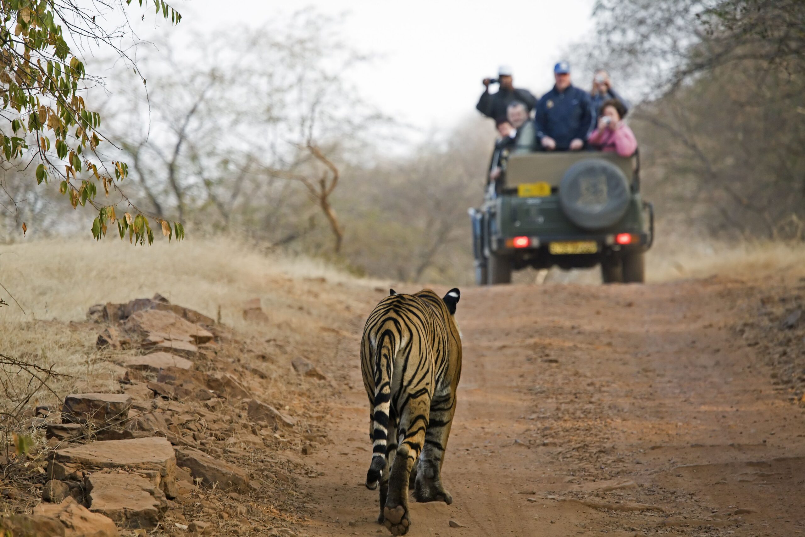 15 Best National Parks in India for Camping and Seeing Wildlife from Up Close