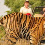 Exploring India's National Parks and Wildlife Sanctuaries in Summer