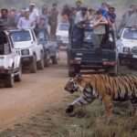 Wildlife Encounters: Safari Adventures in Bandhavgarh National Park, Madhya Pradesh