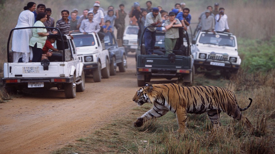 Wildlife Encounters: Safari Adventures in Bandhavgarh National Park, Madhya Pradesh