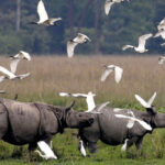 Experiencing the Thrills of Kaziranga National Park in Assam