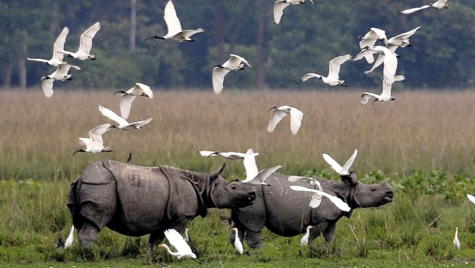 Experiencing the Thrills of Kaziranga National Park in Assam