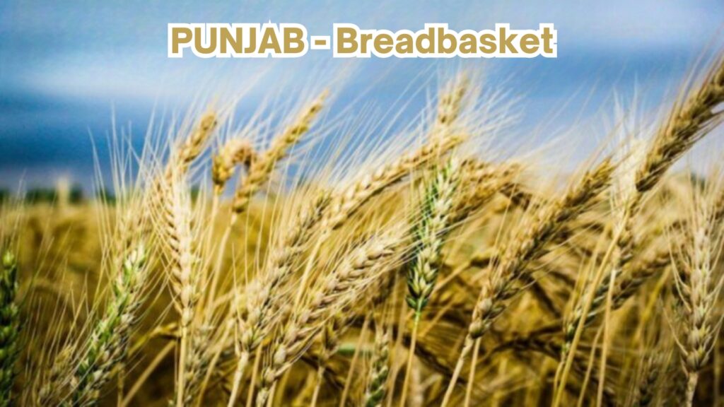 Punjab - Breadbasket
