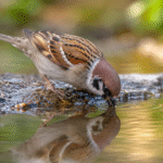 God Provides for Every Creature bird-drinking-water