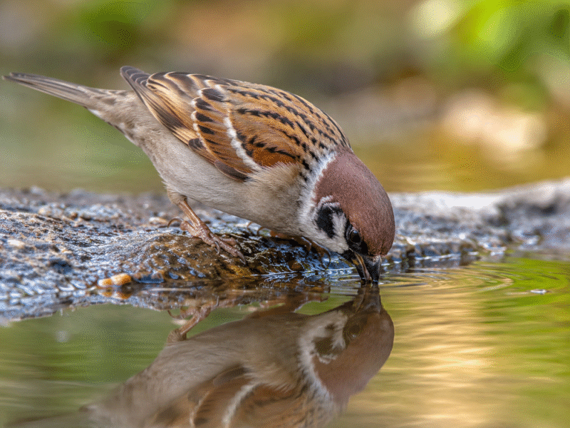God Provides for Every Creature