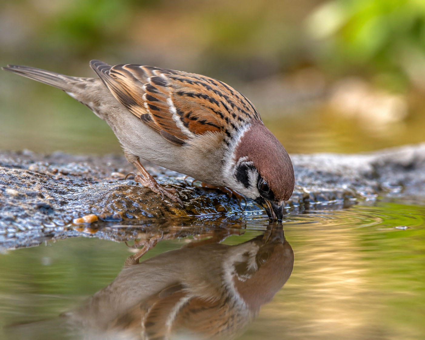 God Provides for Every Creature